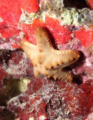 Pentaceraster cumingi