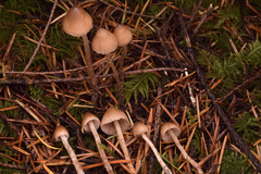 Psilocybe pelliculosa