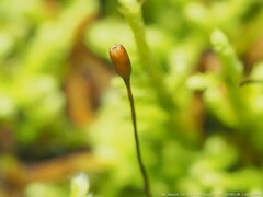 Claopodium rostratum