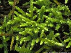 Claopodium rostratum
