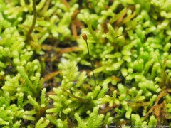 Claopodium rostratum