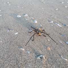 Batocera rufomaculata