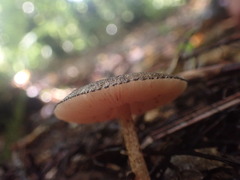 Pluteus perroseus