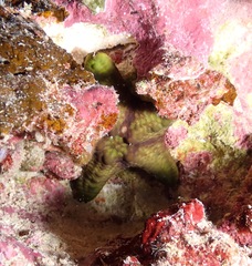 Pentaceraster cumingi