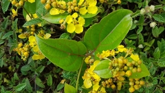 Stigmaphyllon convolvulifolium