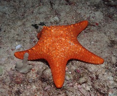 Pentaceraster cumingi