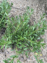 Myoporum parvifolium