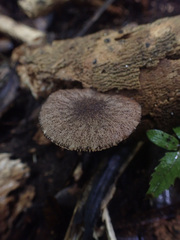Pluteus perroseus