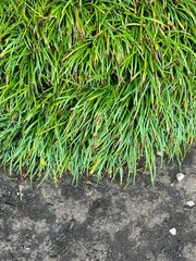 Ophiopogoneae