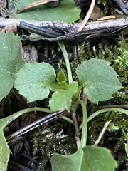 Campanula scouleri