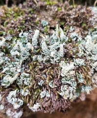 Cladonia squamosa