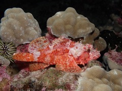 Decoy Scorpionfish photo 2