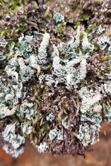 Cladonia squamosa