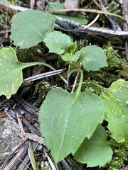Campanula scouleri