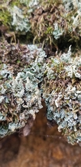Cladonia squamosa