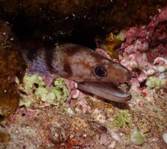 Gymnothorax gracilicauda