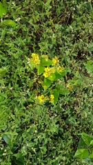 Stigmaphyllon convolvulifolium