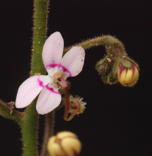 Stylidium limbatum