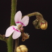 Stylidium limbatum - Photo (c) geoffbyrne, some rights reserved (CC BY-NC)