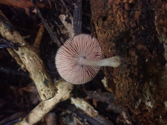 Pluteus perroseus