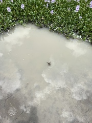 Dermatonotus muelleri