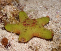 Pentaceraster cumingi