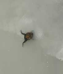 Dermatonotus muelleri