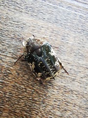 Protaetia fusca