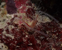 Stenopus pyrsonotus