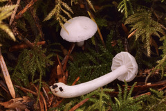 Hygrophorus piceae