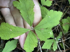Tiarella trifoliata