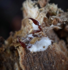 Beauveria bassiana