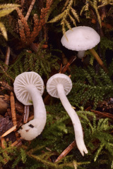 Hygrophorus piceae