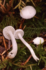 Hygrophorus piceae