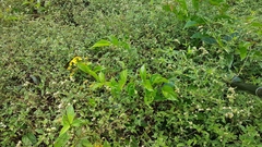 Stigmaphyllon convolvulifolium