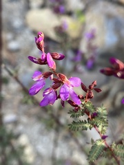 Dalea bicolor