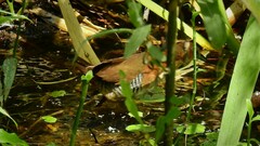 Laterallus melanophaius