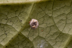 Gibellula