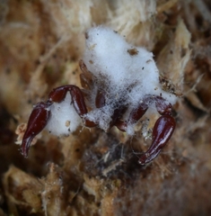 Beauveria bassiana