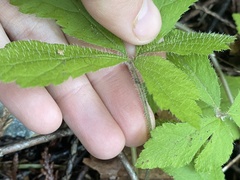 Tiarella trifoliata