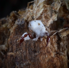 Beauveria bassiana