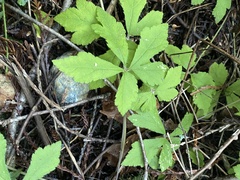 Tiarella trifoliata
