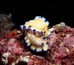 Hypselodoris imperialis