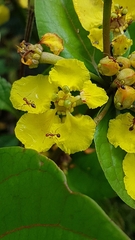 Stigmaphyllon convolvulifolium