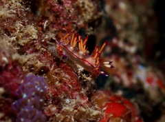 Flabellina