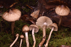 Inocybe fuscodisca