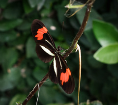 Heliconius erato phyllis