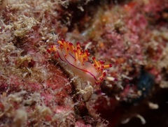 Flabellina