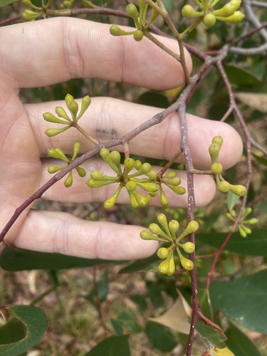 Eucalyptus obliqua