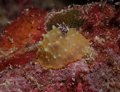 Halgerda terramtuentis